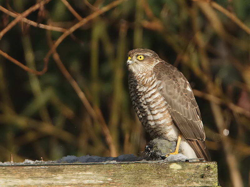 Accipiter nisus Sperwer Eurasian Sparrowhawk